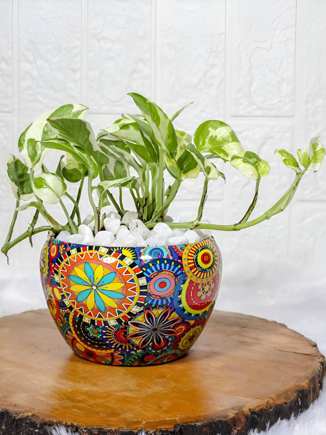 

Floral Boutique Green & Blue Indoor Money Live Plant With Pot
