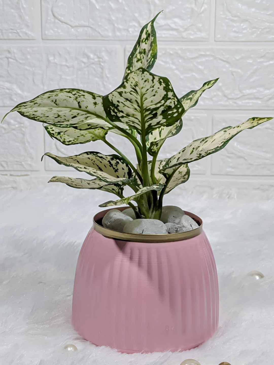 

Floral Boutique Green Indoor Aglaonema Snow White Live Plant With Pot