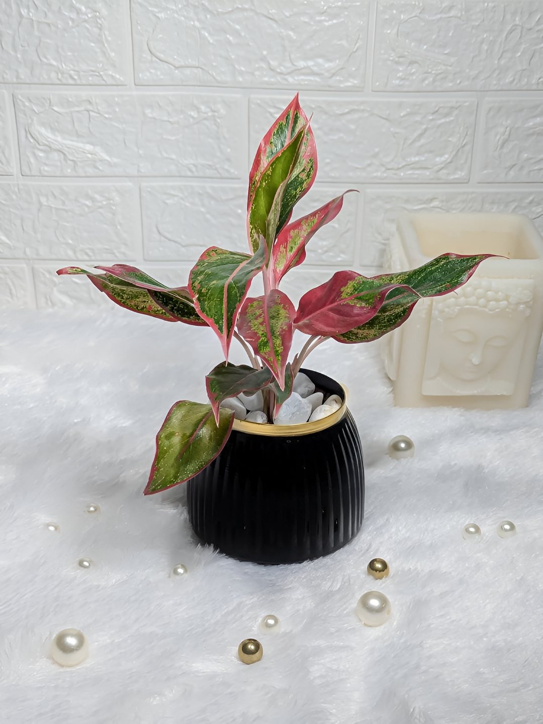 

Floral Boutique Green And Pink Indoor Aglaonema Live Plant With Pot