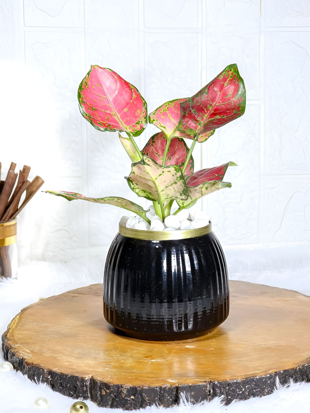 

Floral Boutique Pink & Green Indoor Aglaonema Red Live Plant With Pot