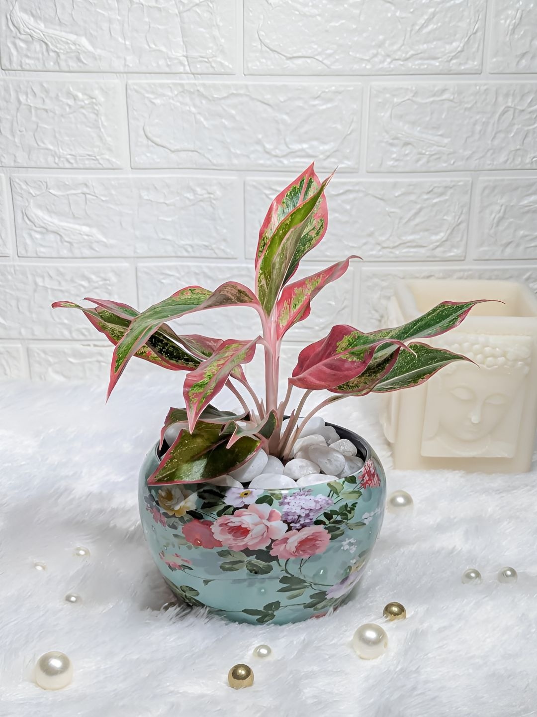 

Floral Boutique Green & Blue Indoor Aglaonema Lipstick Plant With Printed Pot