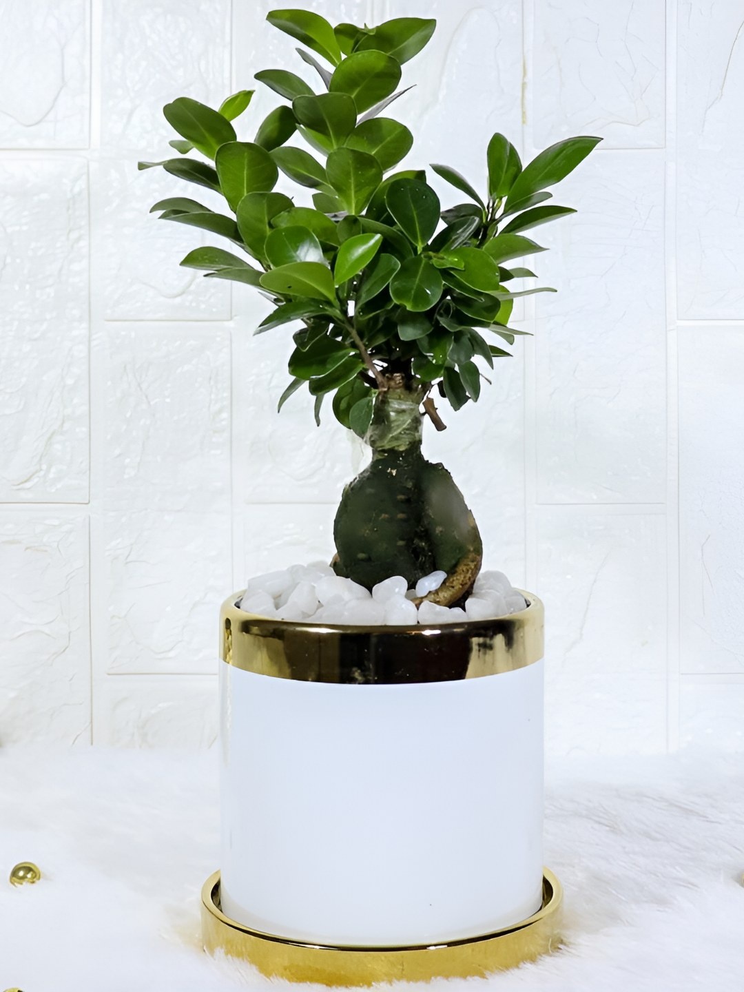 

Floral Boutique Green & White Indoor Ficus Live Plant With Pot