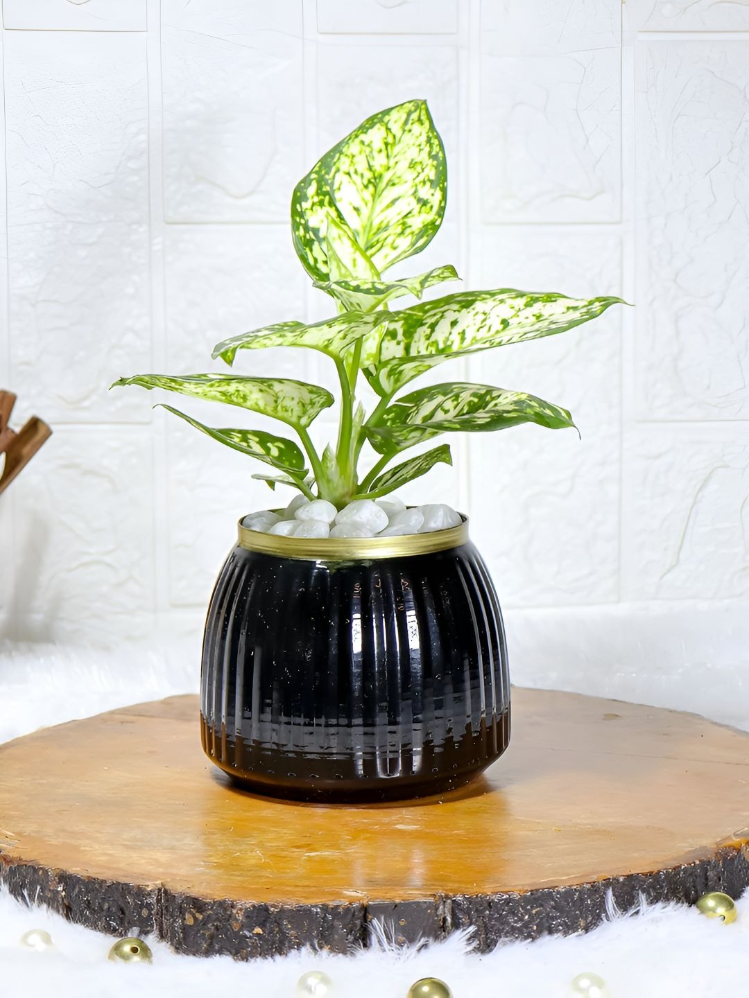 

Floral Boutique Green Indoor Aglaonema Snow white Live Plant With Pot