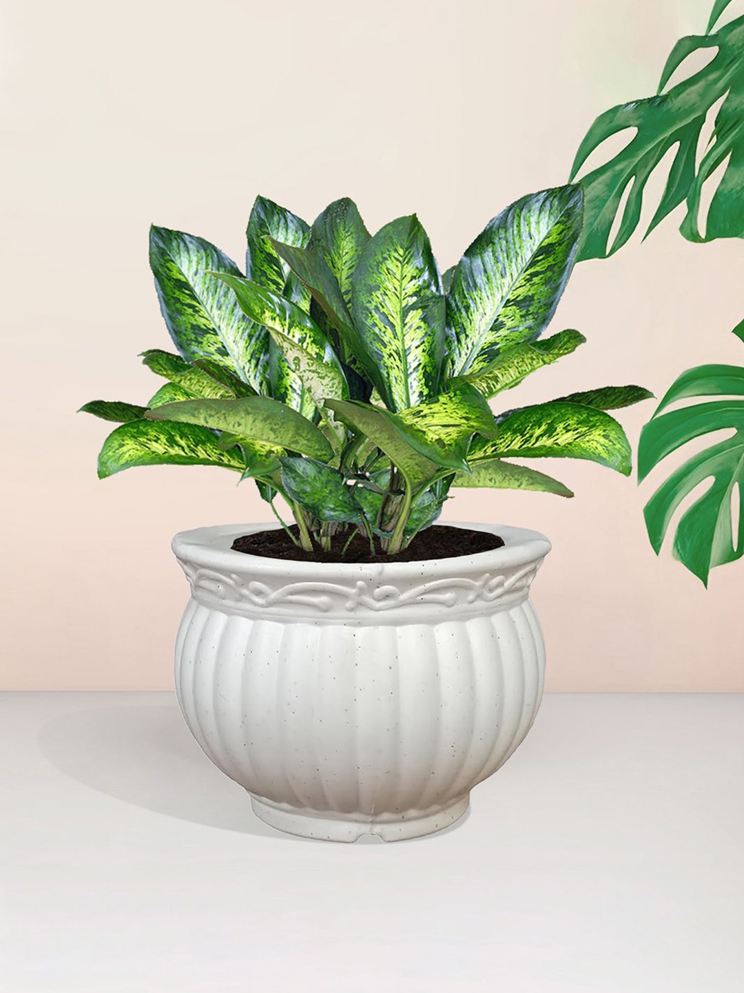 

Kuber Industries White Textured Flower Pot Planter