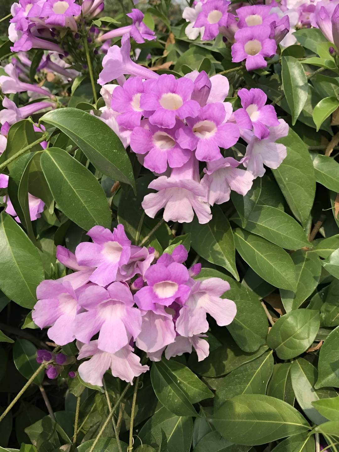 

myBageecha Outdoor Garlic Vine Live Plant With Pot, Purple