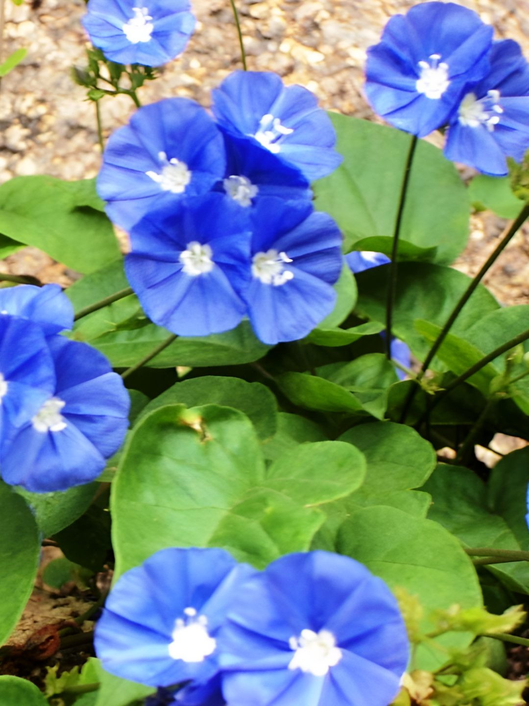 

myBageecha Sky Blue Cluster Vine Live Outdoor Plant With Pot