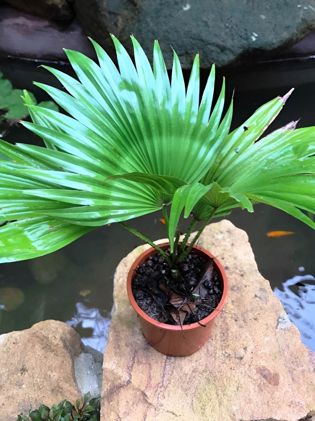 

myBageecha Indoor Fountain Palm Live Plant- 9.8 Inch, Green