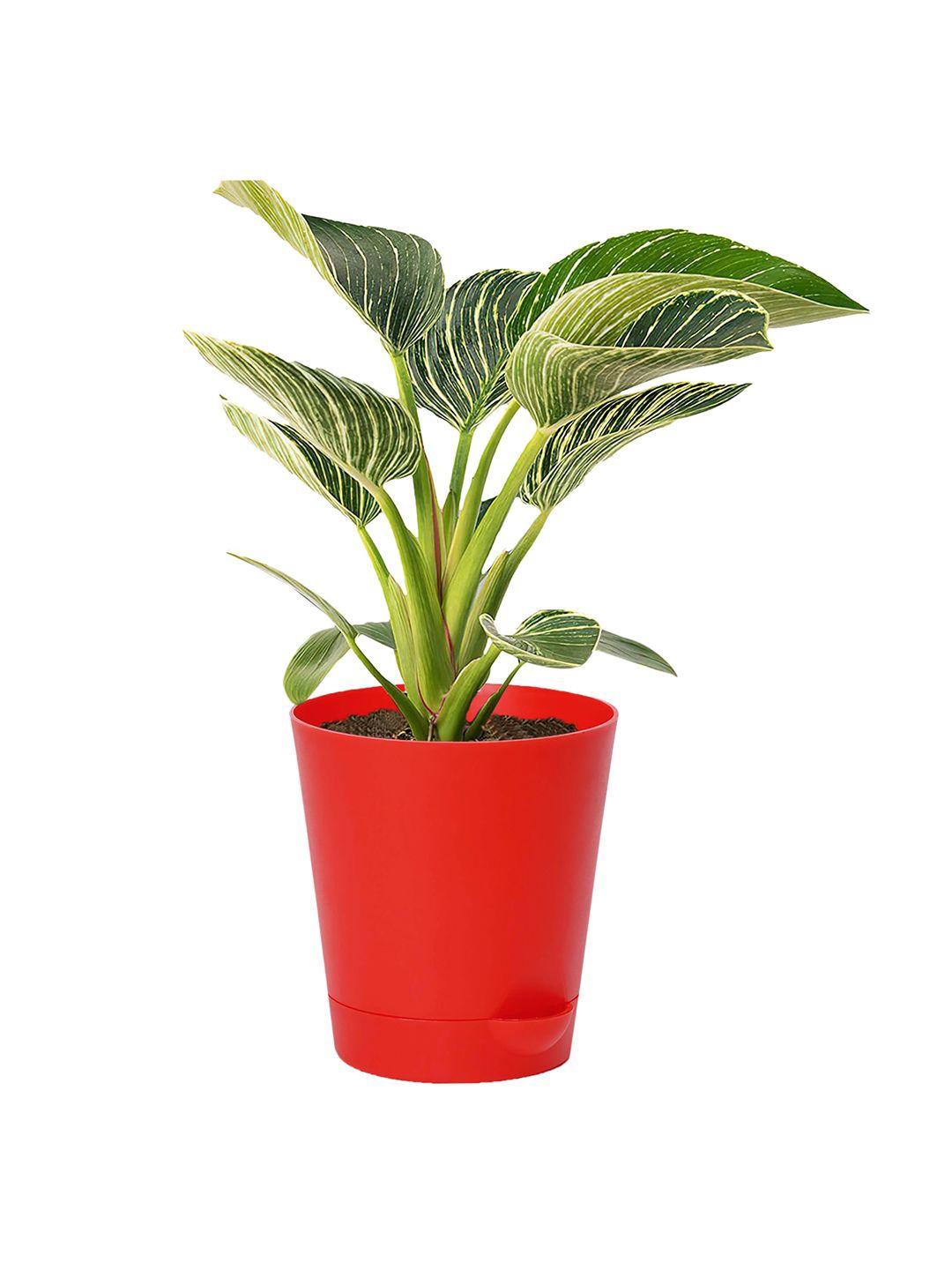 

Kuber Industries Red 1 Pieces Artificial Plant With Pot