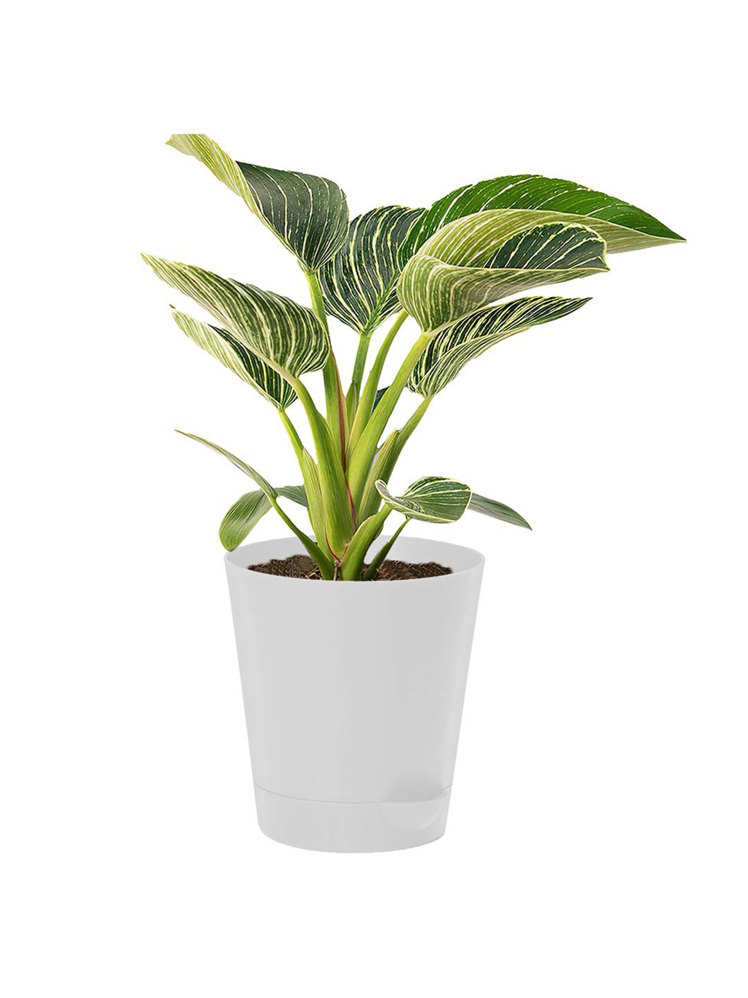 

Kuber Industries White 1 Pieces Artificial Plant With Pot