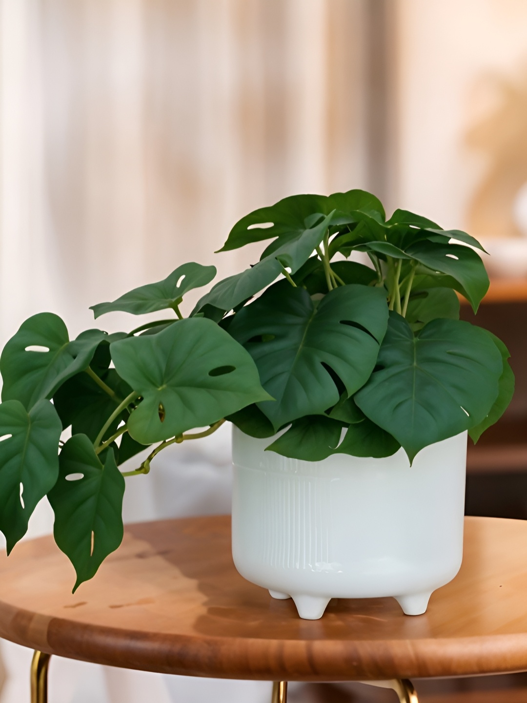 

Royaloak Green & White Monstera Deliciosa Artificial Plant With Pot