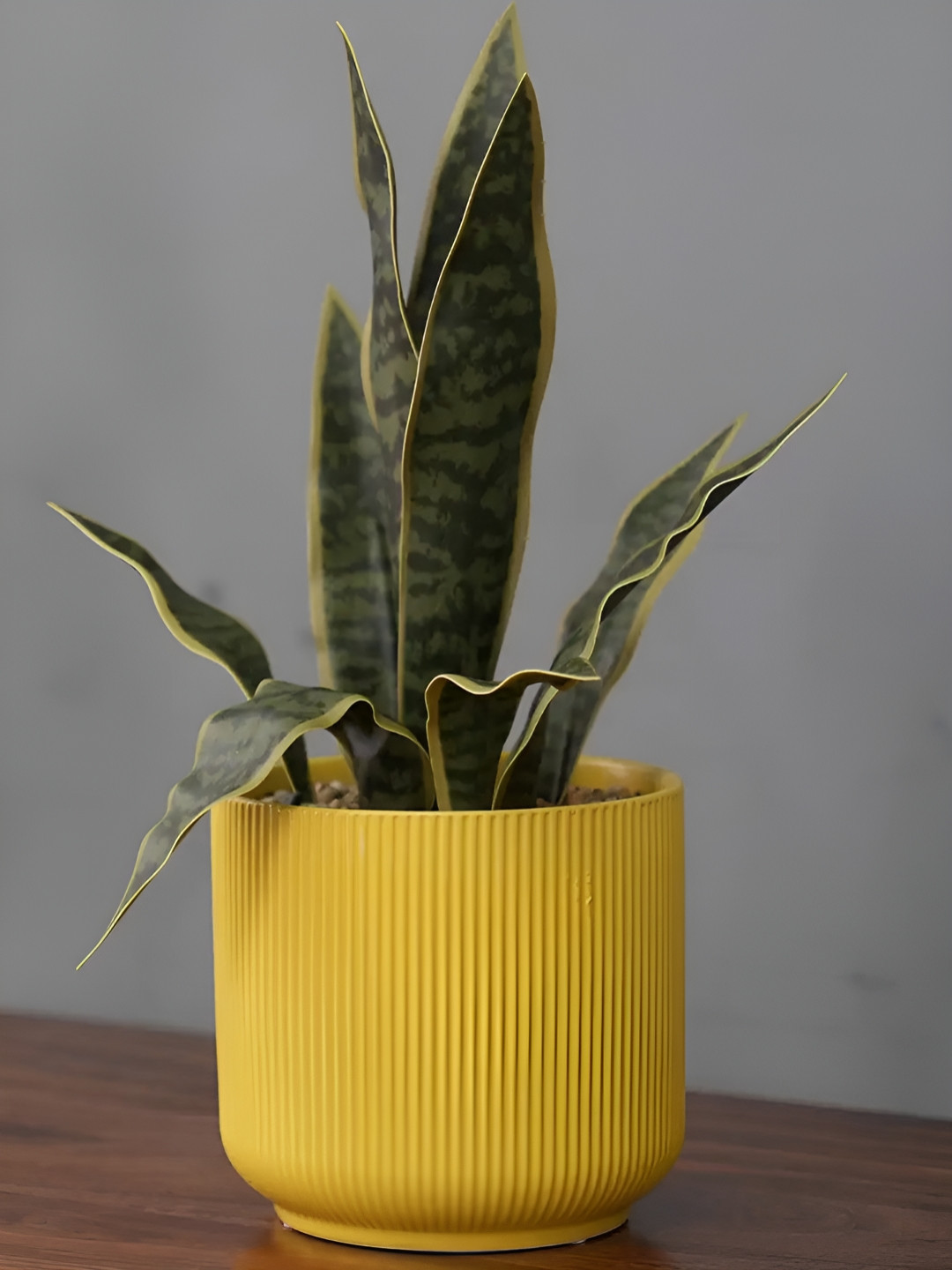 

Royaloak Green And Orange Tagobar Artificial Plant With Pot
