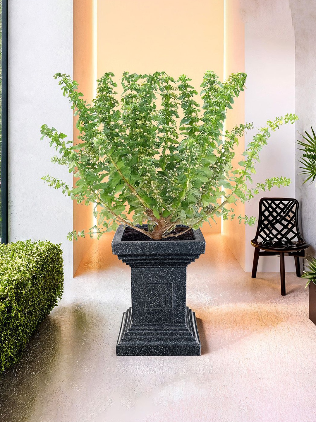 

Kuber Industries Black Roto Mould Extra Large Tulsi Flower Planter