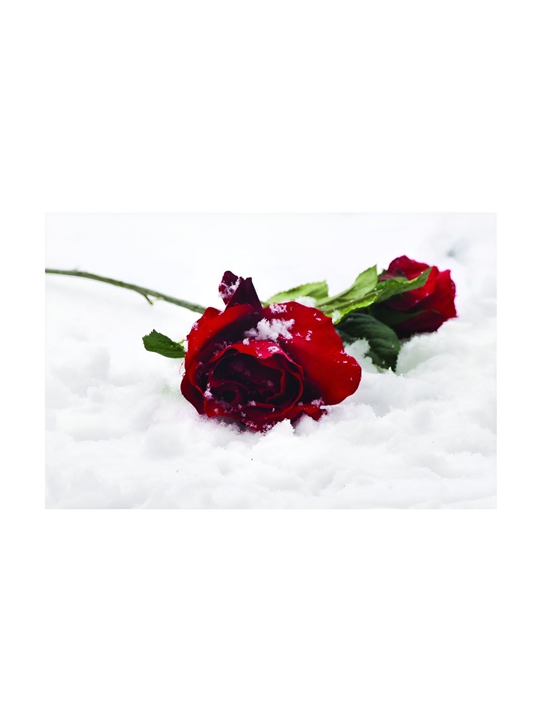 

Inephos Red And White 1 Piece Floral and Botanical Printed Canvas Wall Art