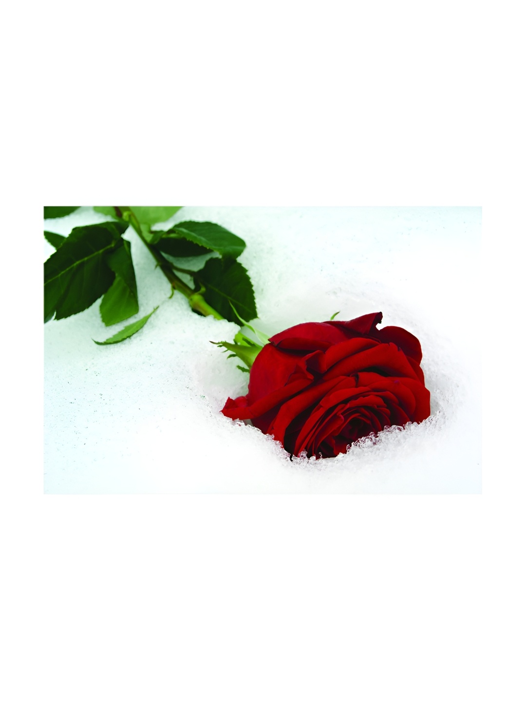 

Inephos Red & Green Floral and Botanical Printed Canvas Wall Art