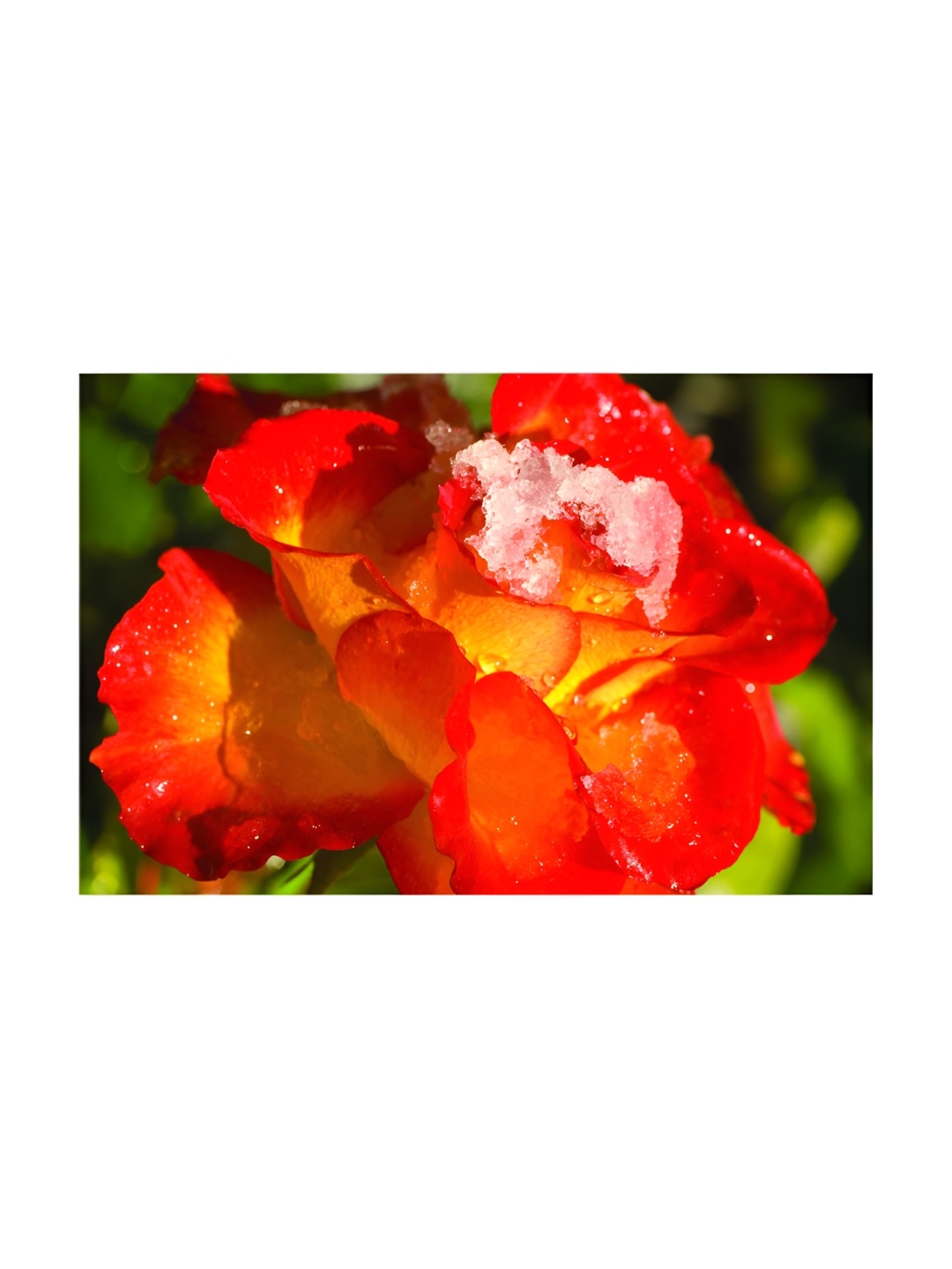 

Inephos Red & Yellow 1 Piece Canvas Floral and Botanical Wall Art