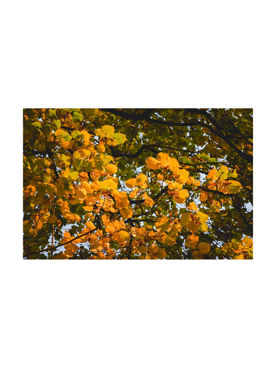 

Inephos Yellow & Green 1 Piece Floral And Botanical Canvas Wall Art