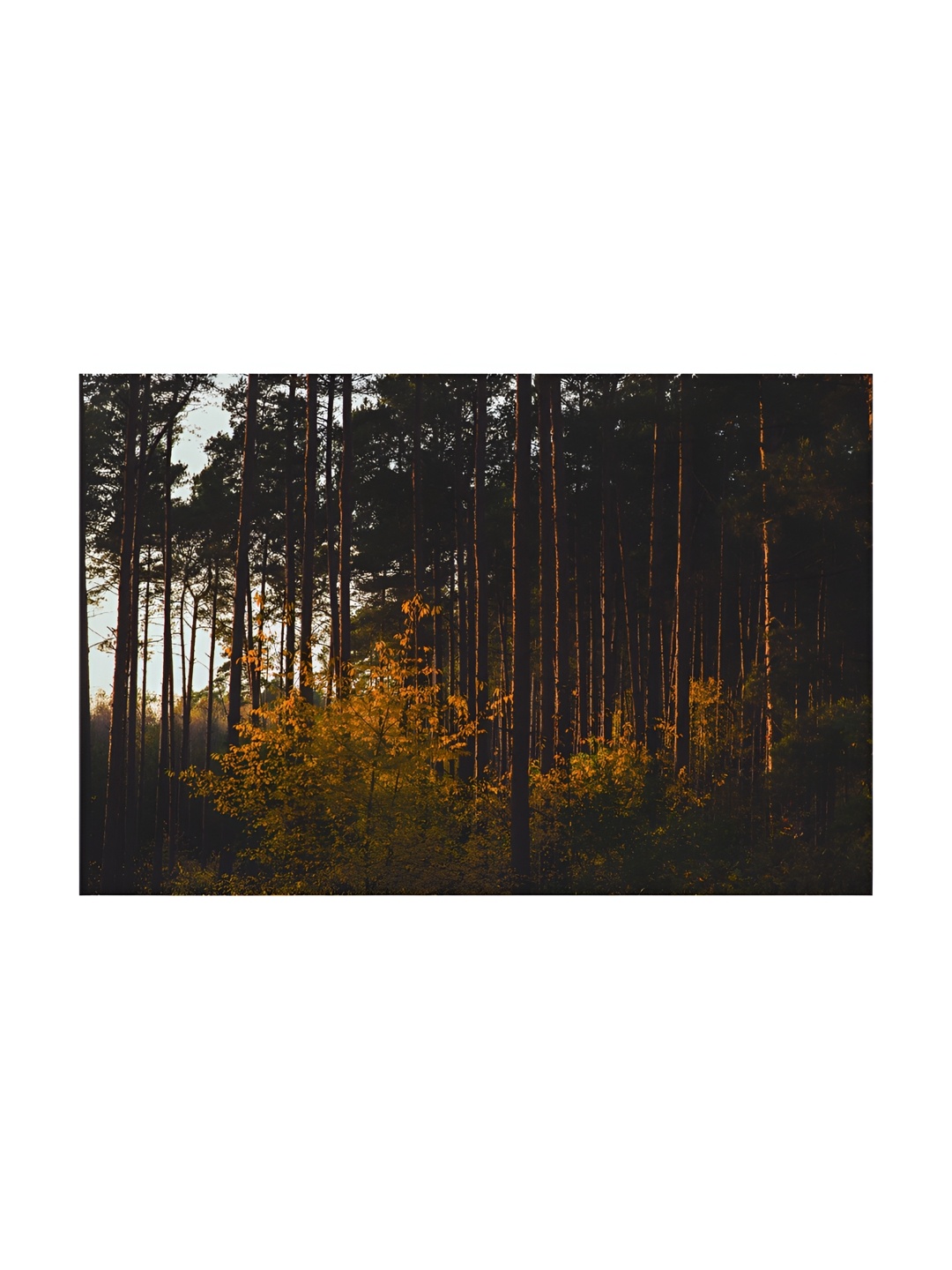 

Inephos Brown & Black Printed Canvas Wall Art