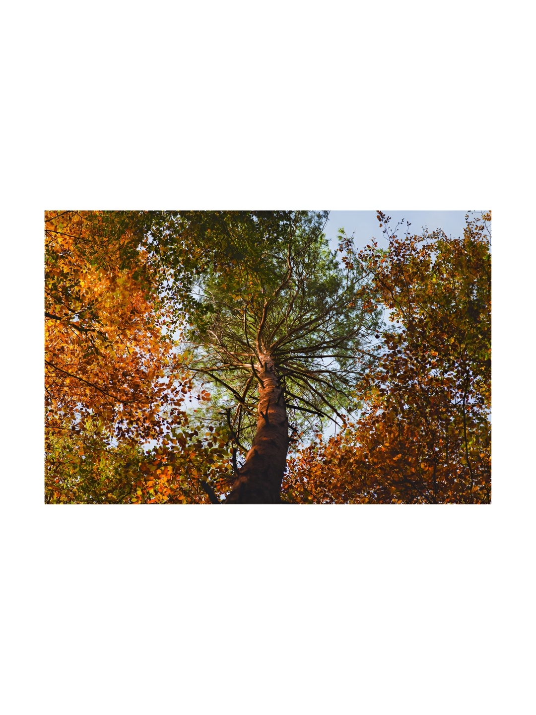 

Inephos Yellow & Green Floral and Botanical Canvas Wall Art