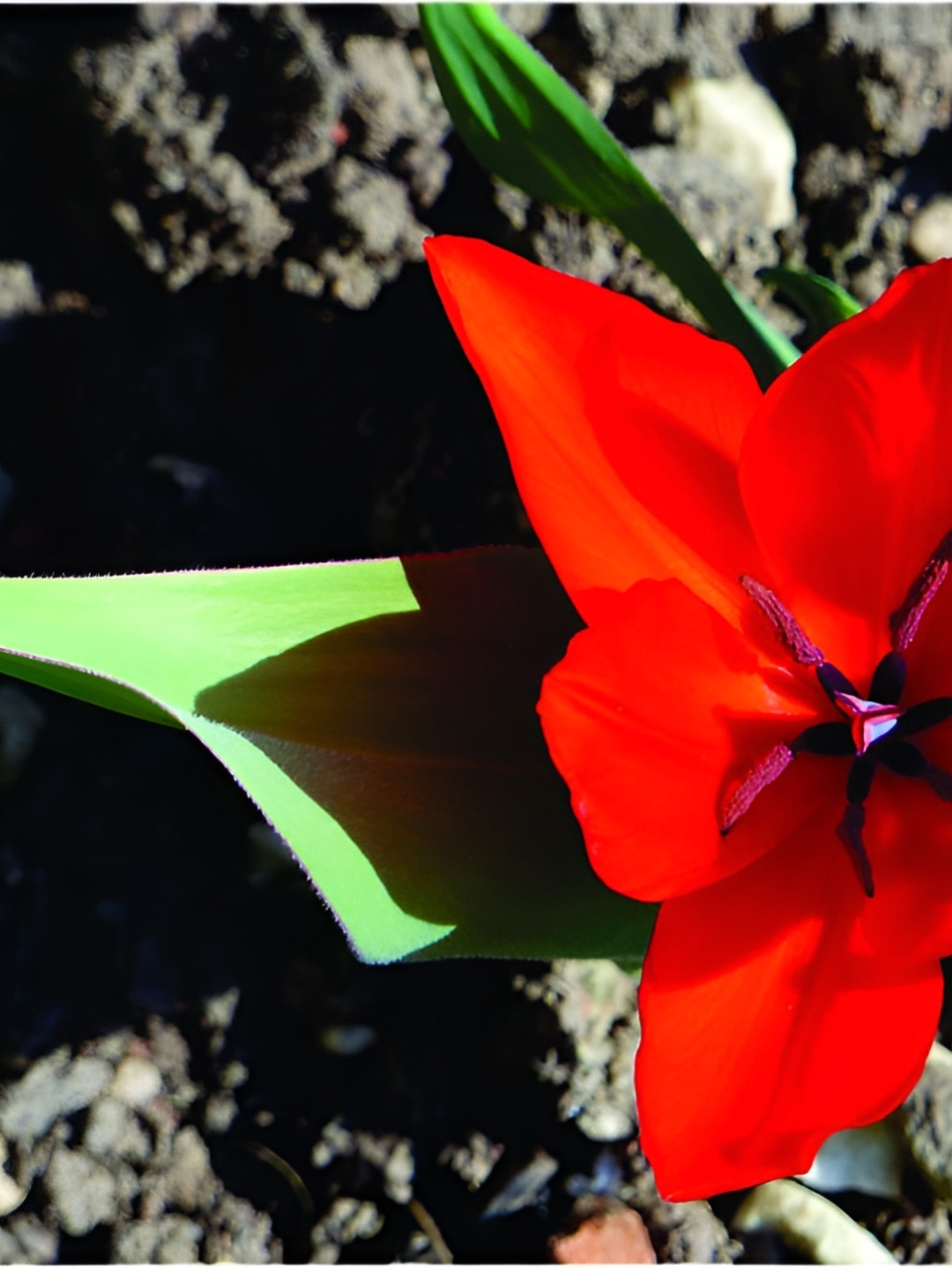 

Inephos Red And Green Floral And Botanical Printed Canvas Wall Art