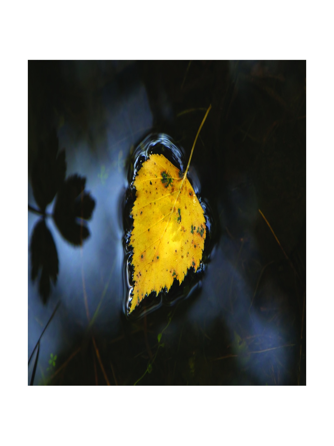 

Inephos Yellow & Black 1 Piece Floral and Botanical Printed Canvas Wall Art