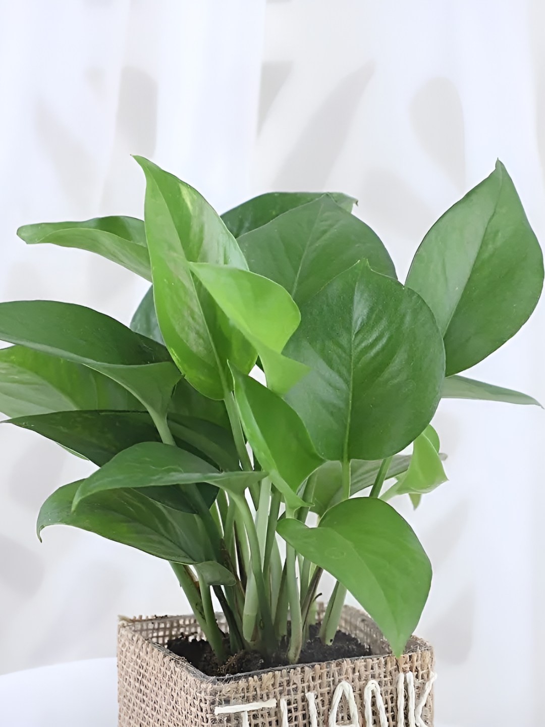 

fnp Indoor Money Plant With Pot- 5 Inch, Brown