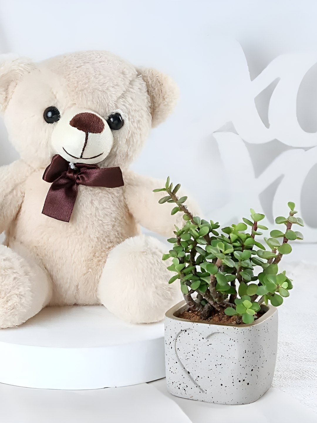 

fnp Green Jade Plant & Teddy Bear