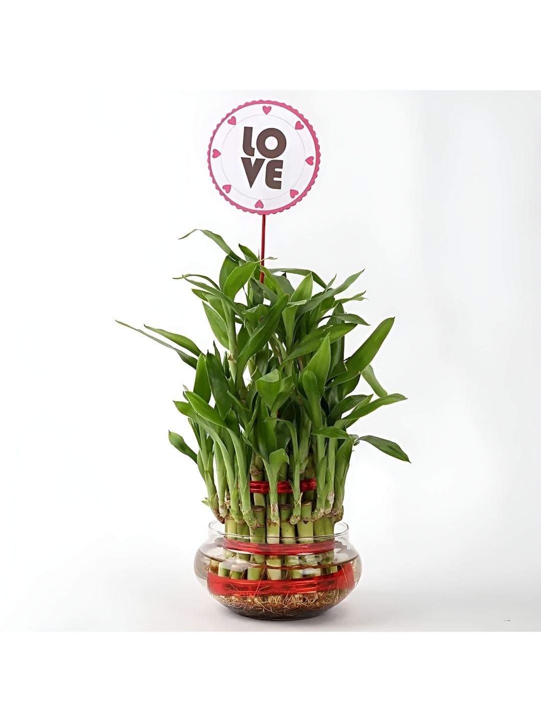 

fnp Indoor Three Layer Lucky Bamboo Plant With Pot - 8 Inch, Green