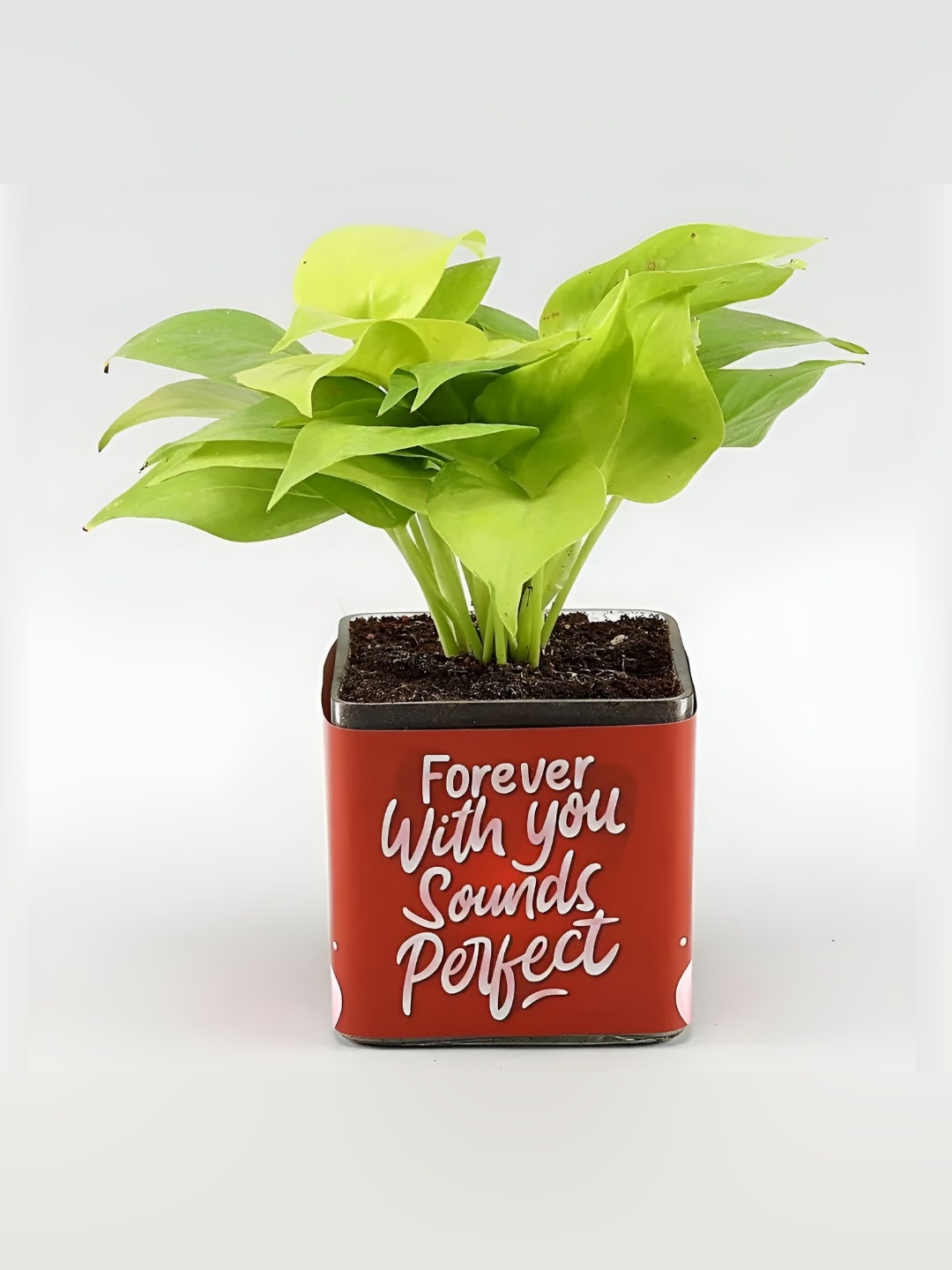 

fnp Indoor Money Plant With Pot- 4 Inch, Green