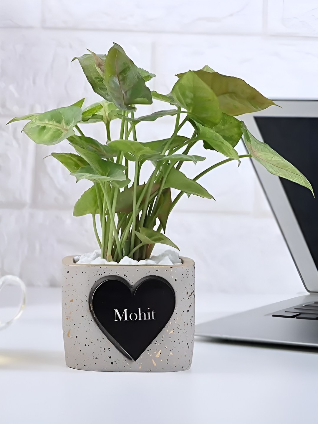 

fnp Indoor Syngonium Plant With Pot- 5 Inch, Beige
