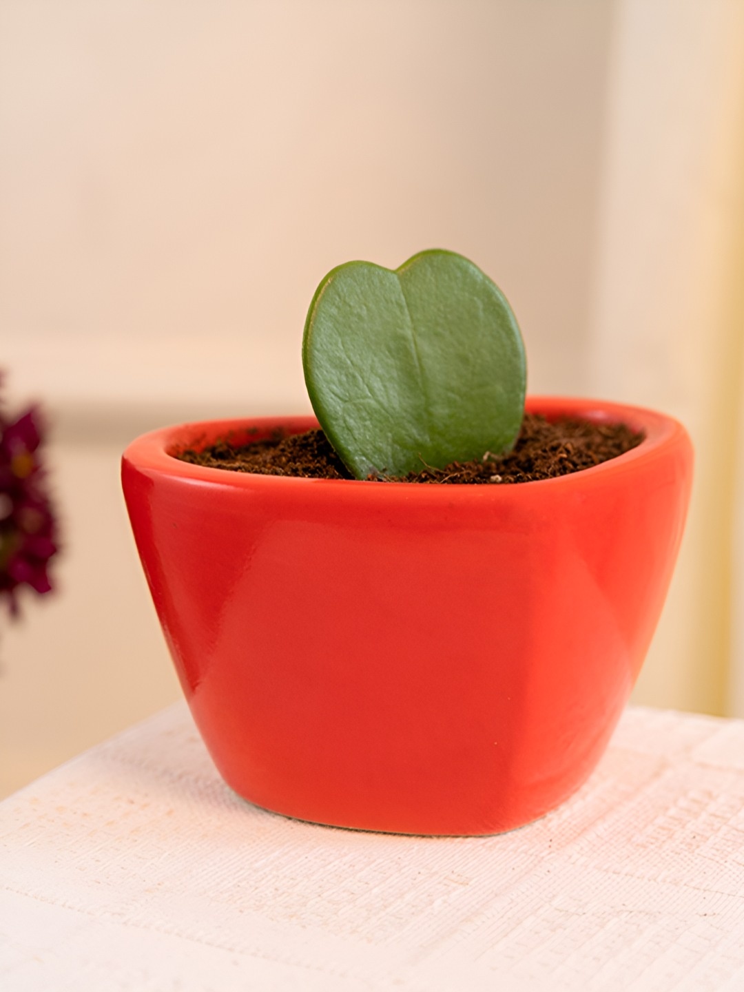 

ARAVALII Hoya Heart in Heart Shaped Ceramic Pot, Red