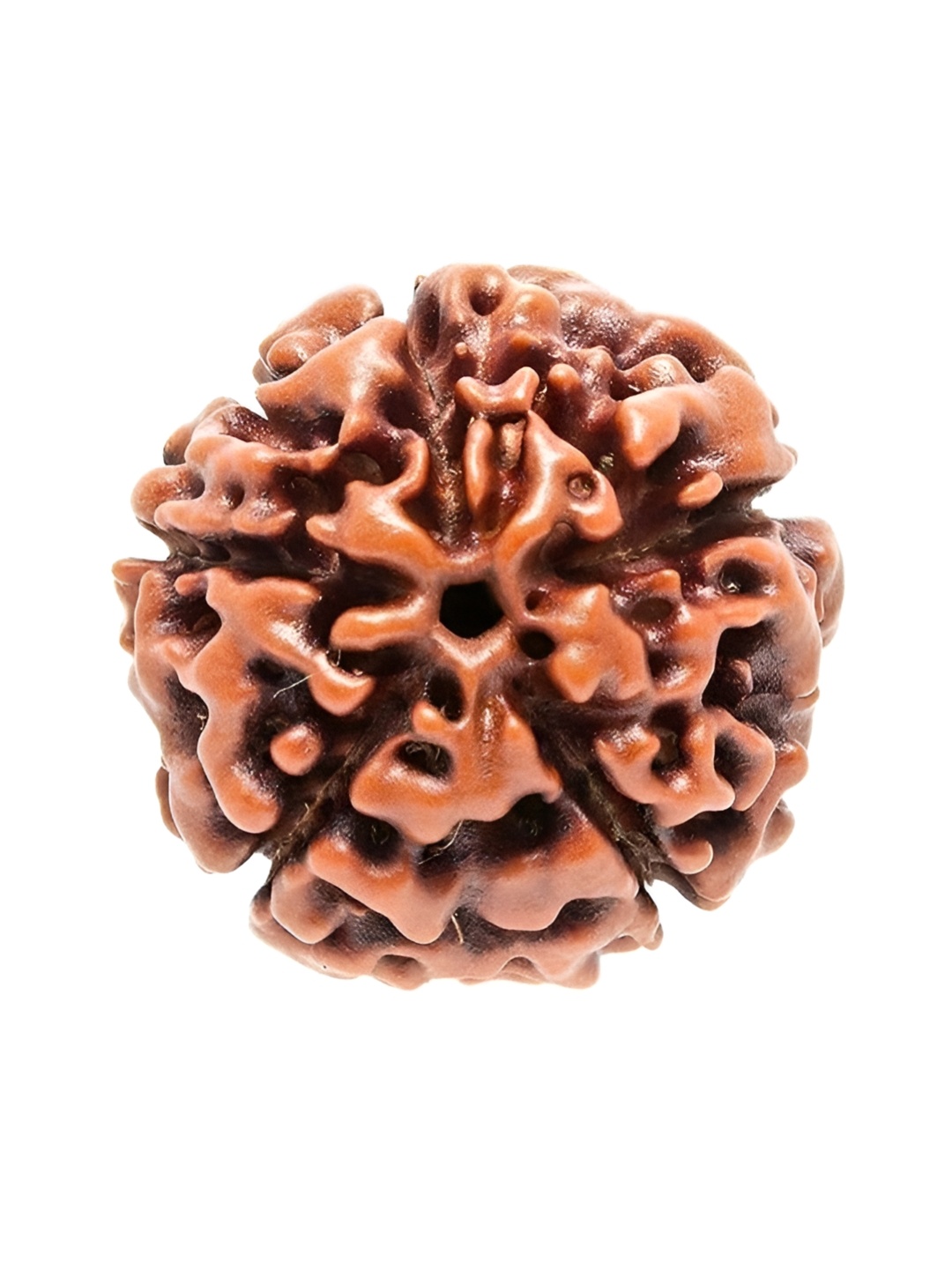 

NAYRA HANDICRAFTS Brown Traditional 5 Mukhi Beads Rudraksh