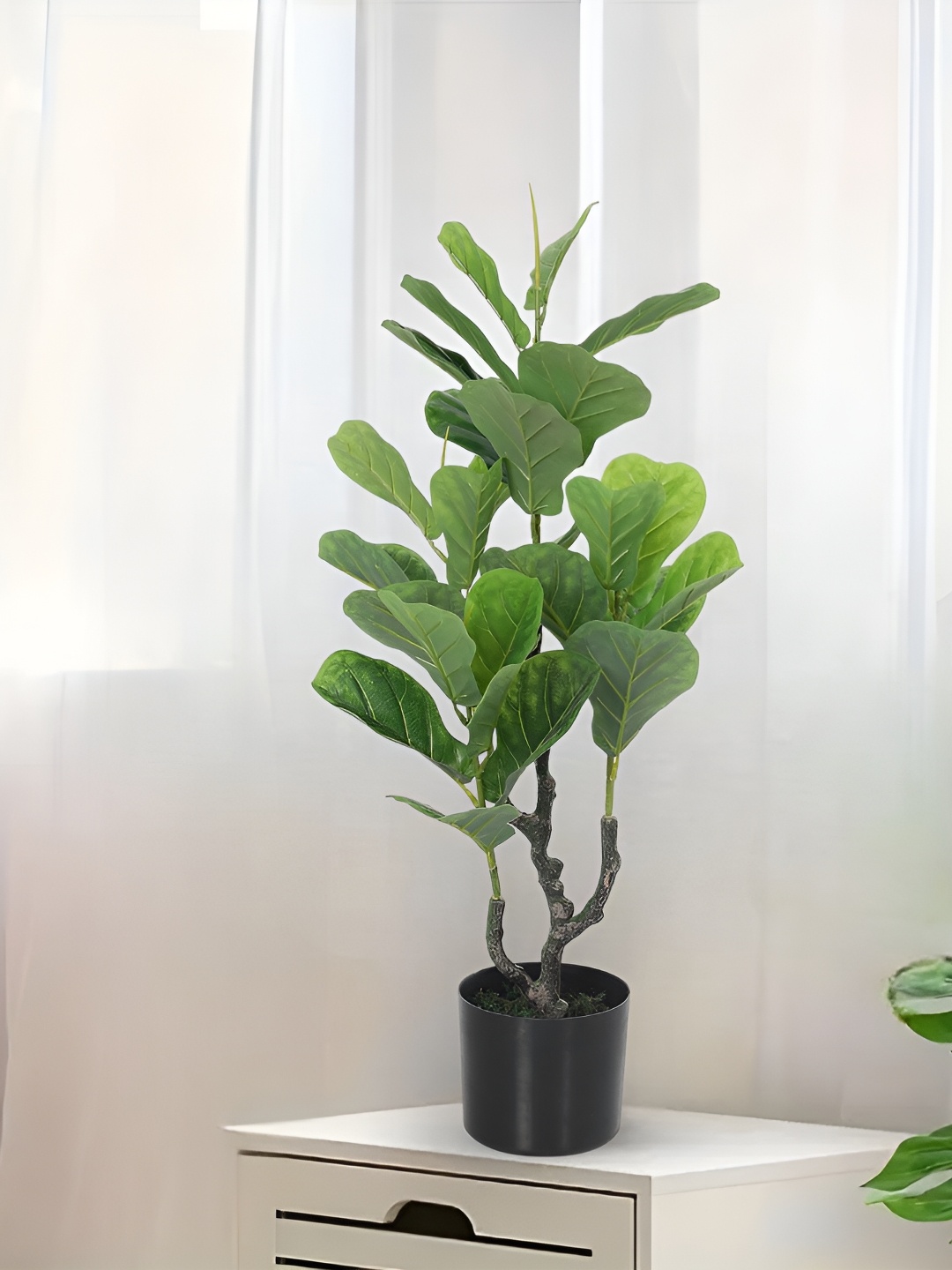 

Home Bloom Green & Black Artificial Fiddle Plant With Pot