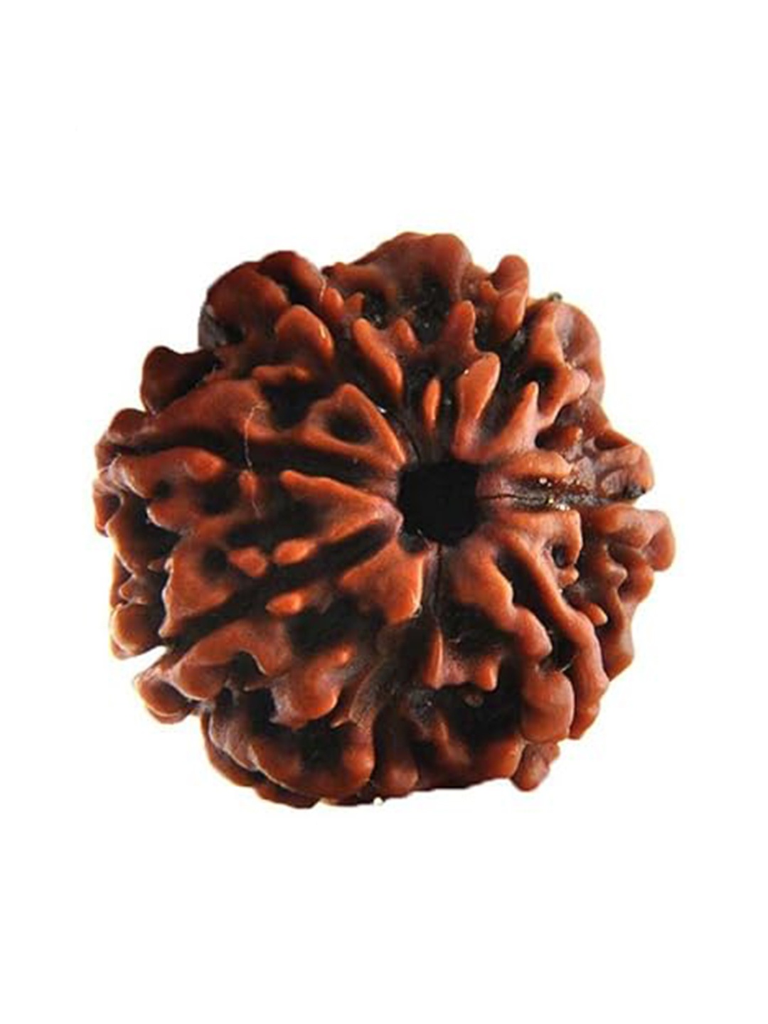 

Vrinban International Stone 7 Mukhi Traditional Rudraksha Bead, Brown