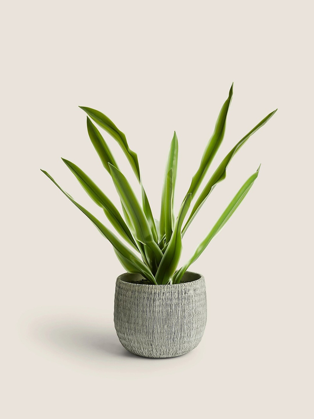 

Marks & Spencer Green House Plant With Textured Pot