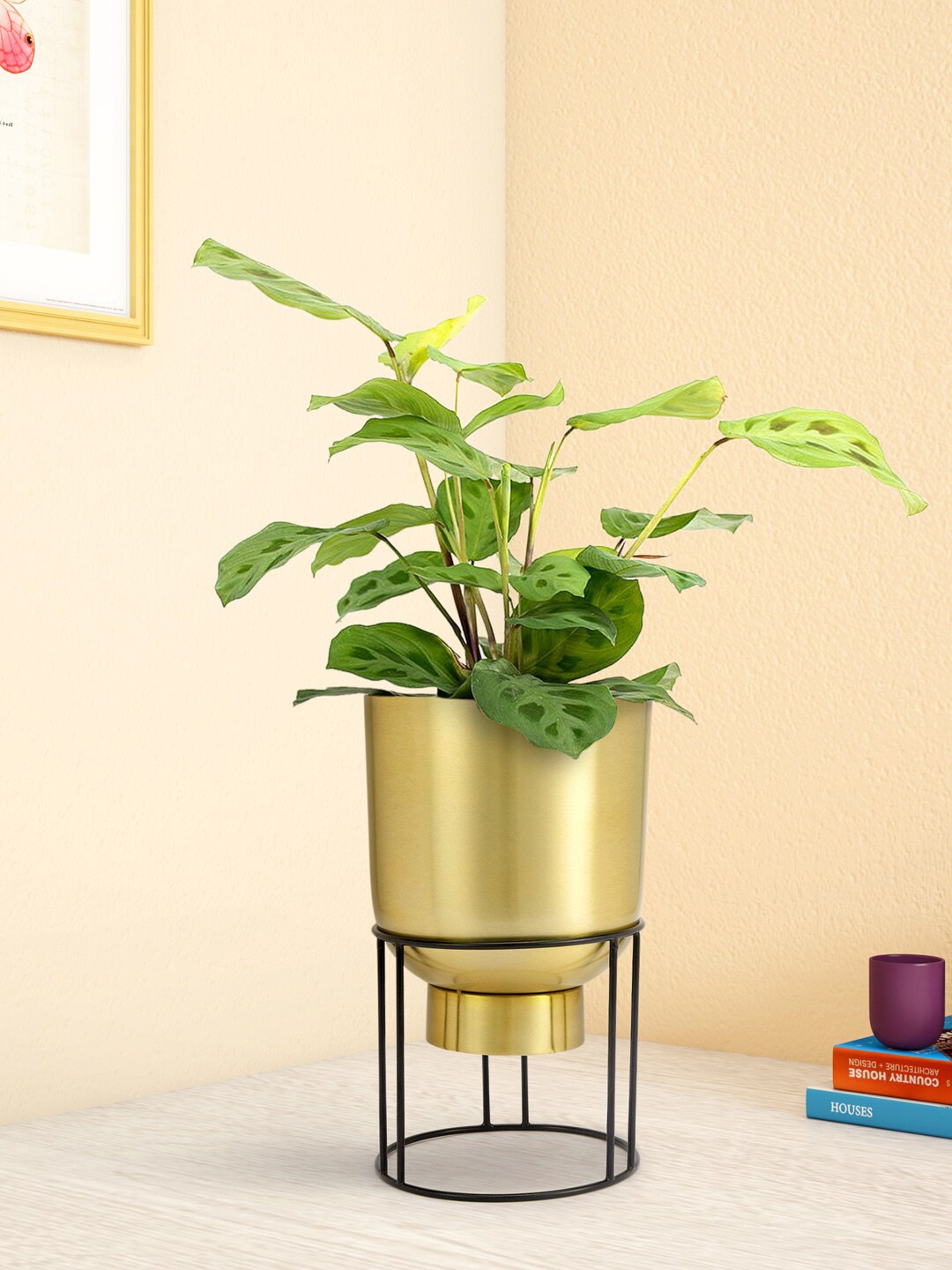 

Living scapes by Pantaloons Gold-Toned Solid Planter