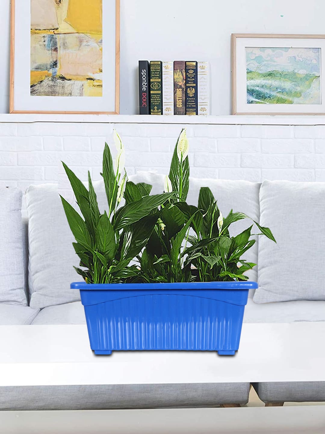 

Kuber Industries Pack of 4 Blue Rectangular Jupiter Plastic Window Pot