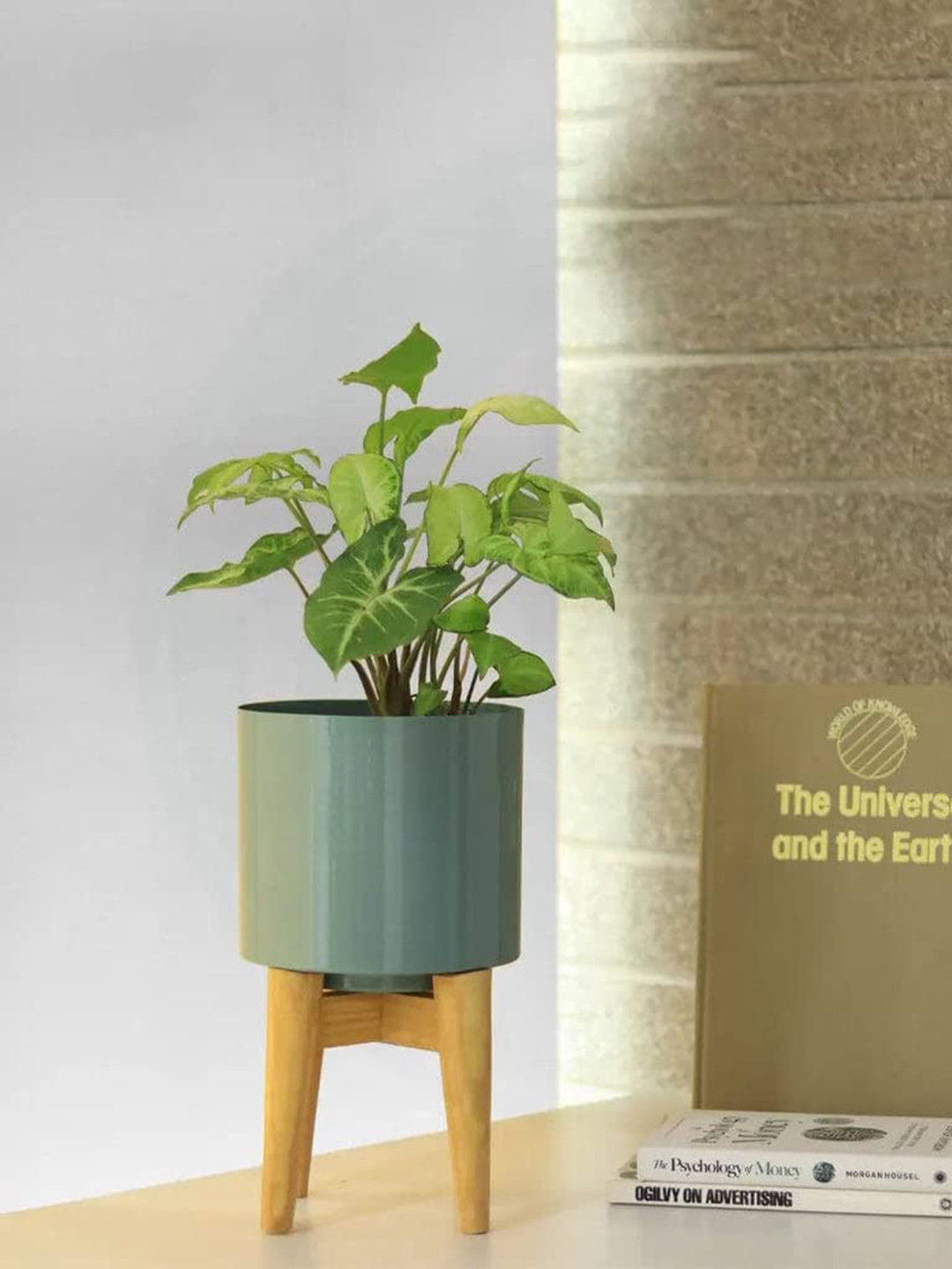 

TRUSTBASKET Green & Brown Coral Mid Century Planter With Wooden Stand