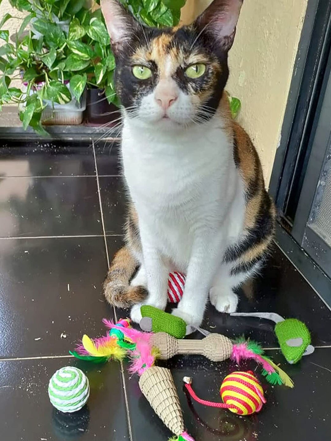 

Emily pets Set Of 4 Velvet Playing Toys For Cats, Green