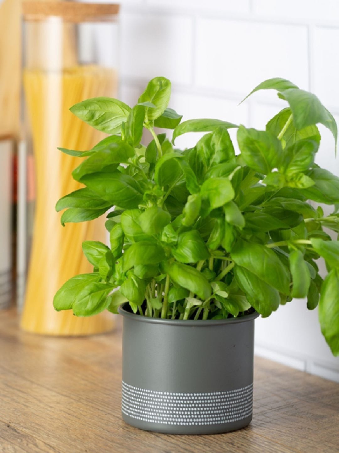 

TYPHOON Grey Printed Monochrome Herb Planter
