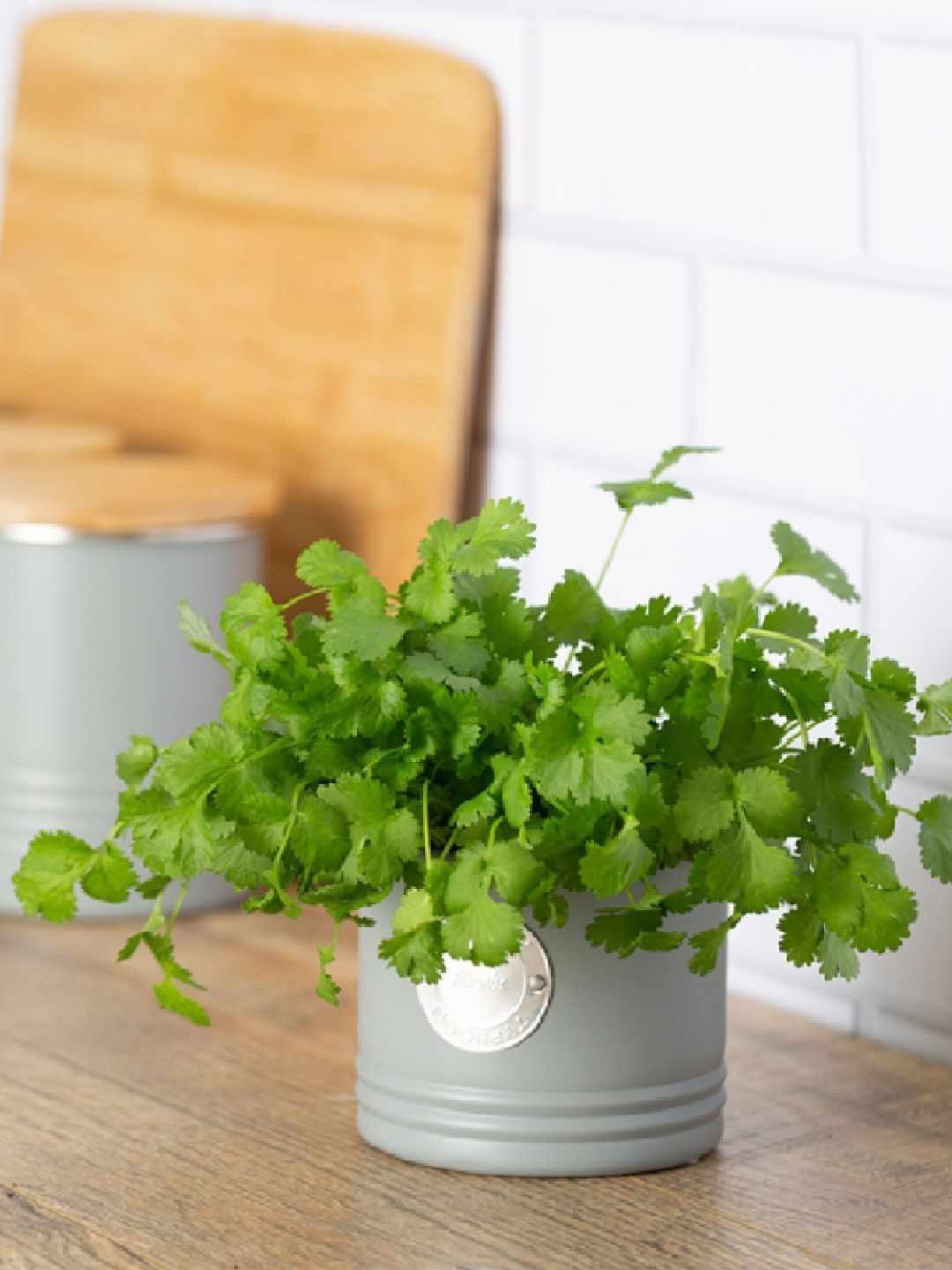 

TYPHOON Living Grey Herb Planter