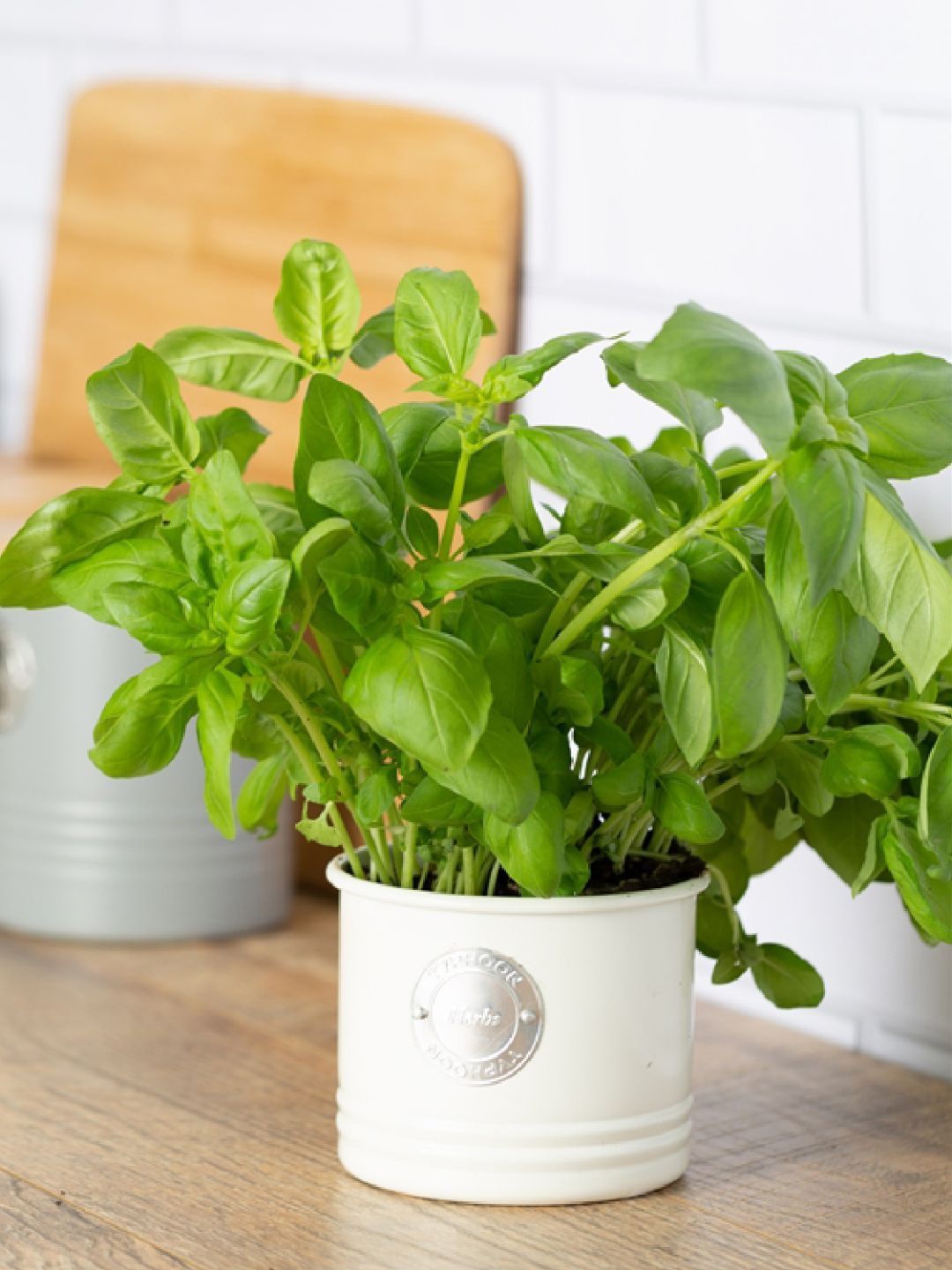 

TYPHOON Living Cream Herb Planter