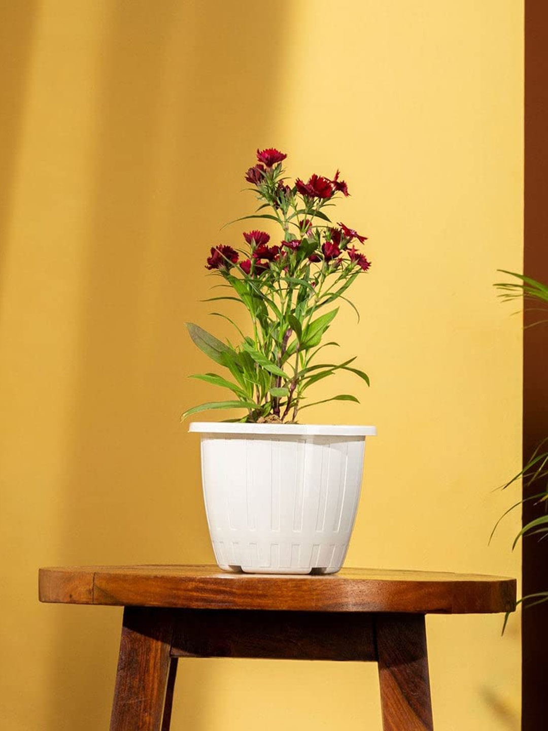 

TRUSTBASKET Yellow & Red Set Of 5 Line Textured Planters, White