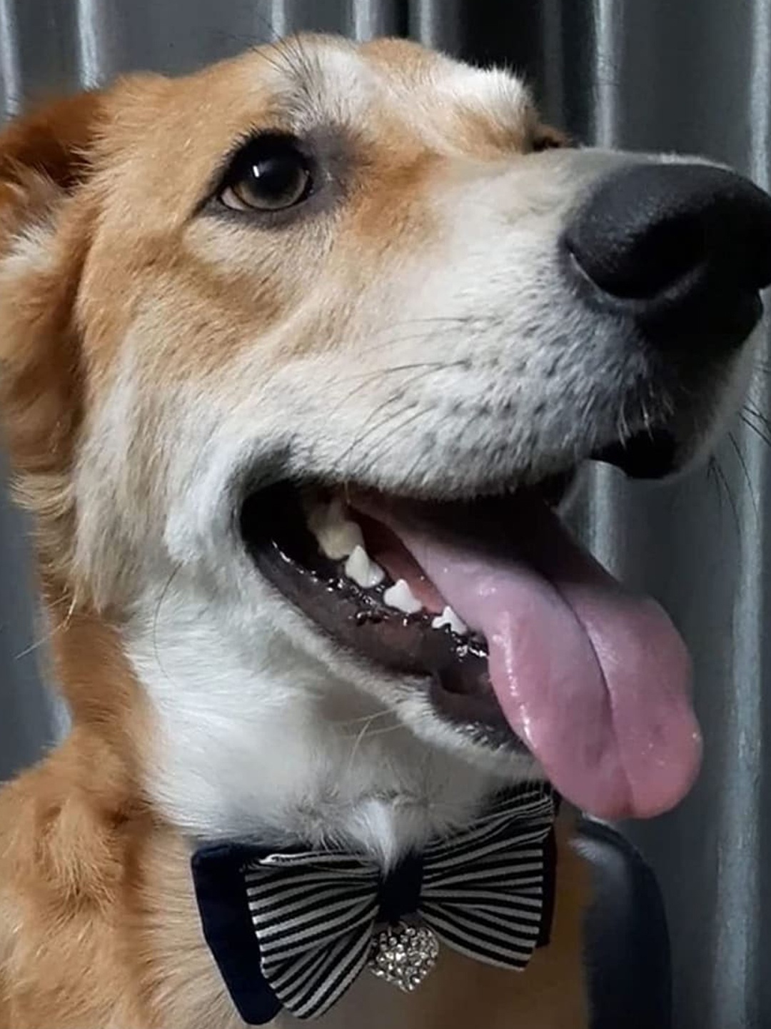 

Lulala Stripped Pet Bow With Pendant, Navy blue