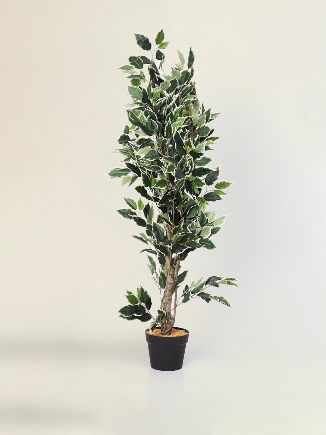 

Home Centre Green & Black Twilight Ficus Artificial Plant in Pot