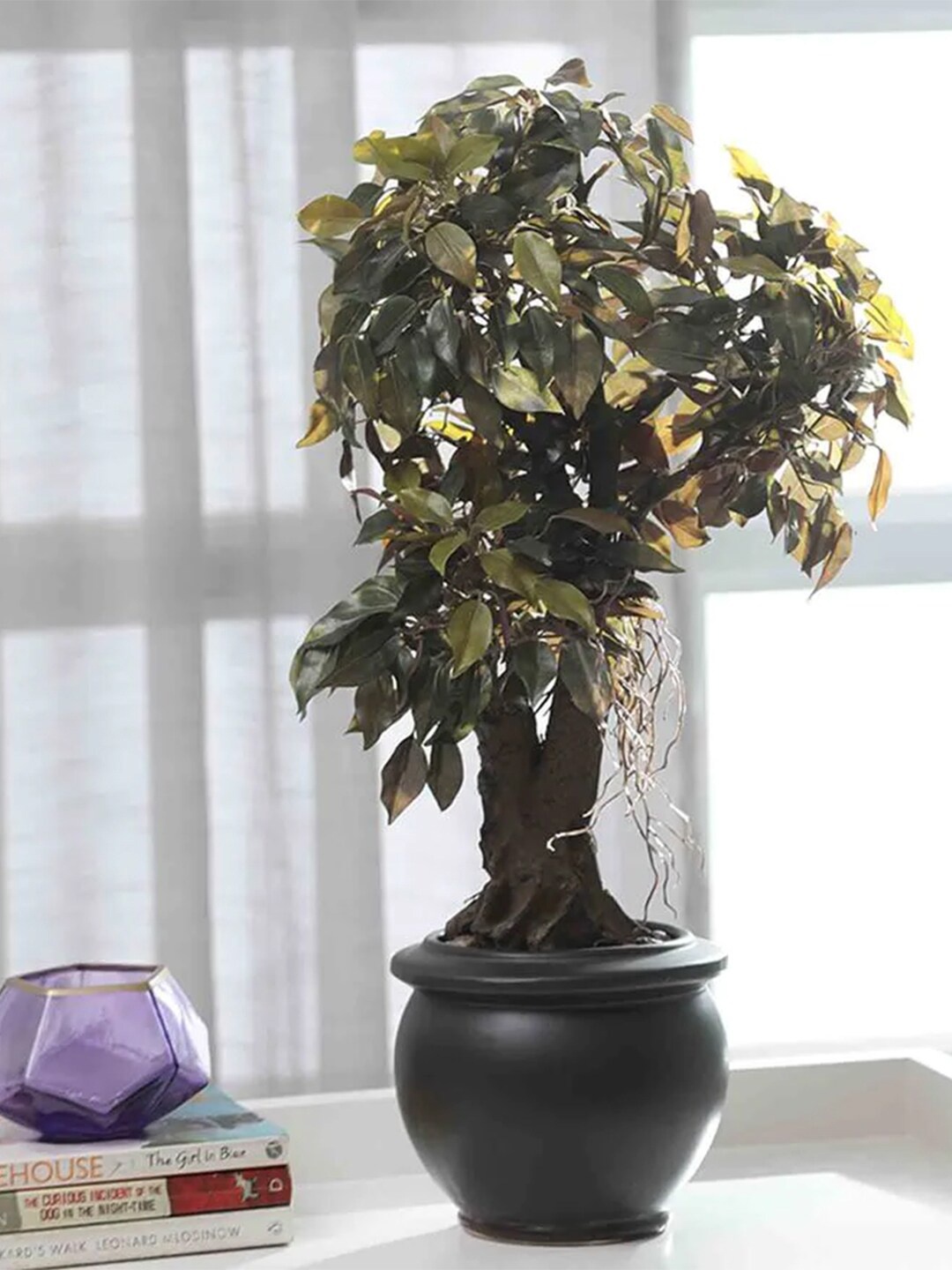 

Fourwalls Green & Black Ficus Artificial Plants With Ceramic Pot
