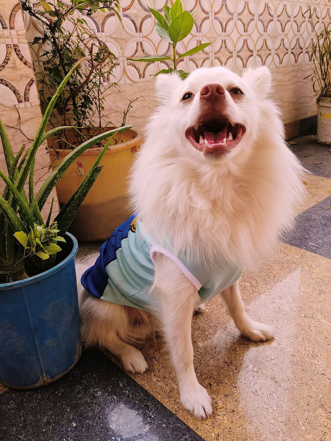 

Lulala Graphic Printed Cotton Dog Tshirt, Blue