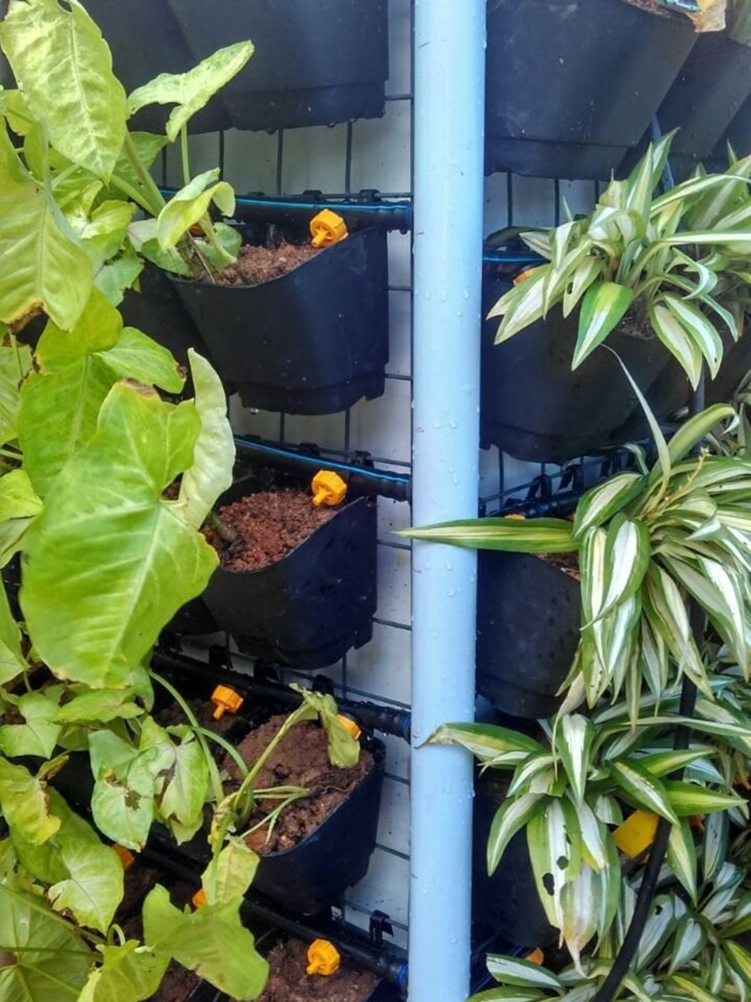 

TRUSTBASKET Black 10-Pcs Vertical Gardening Planter Pouches