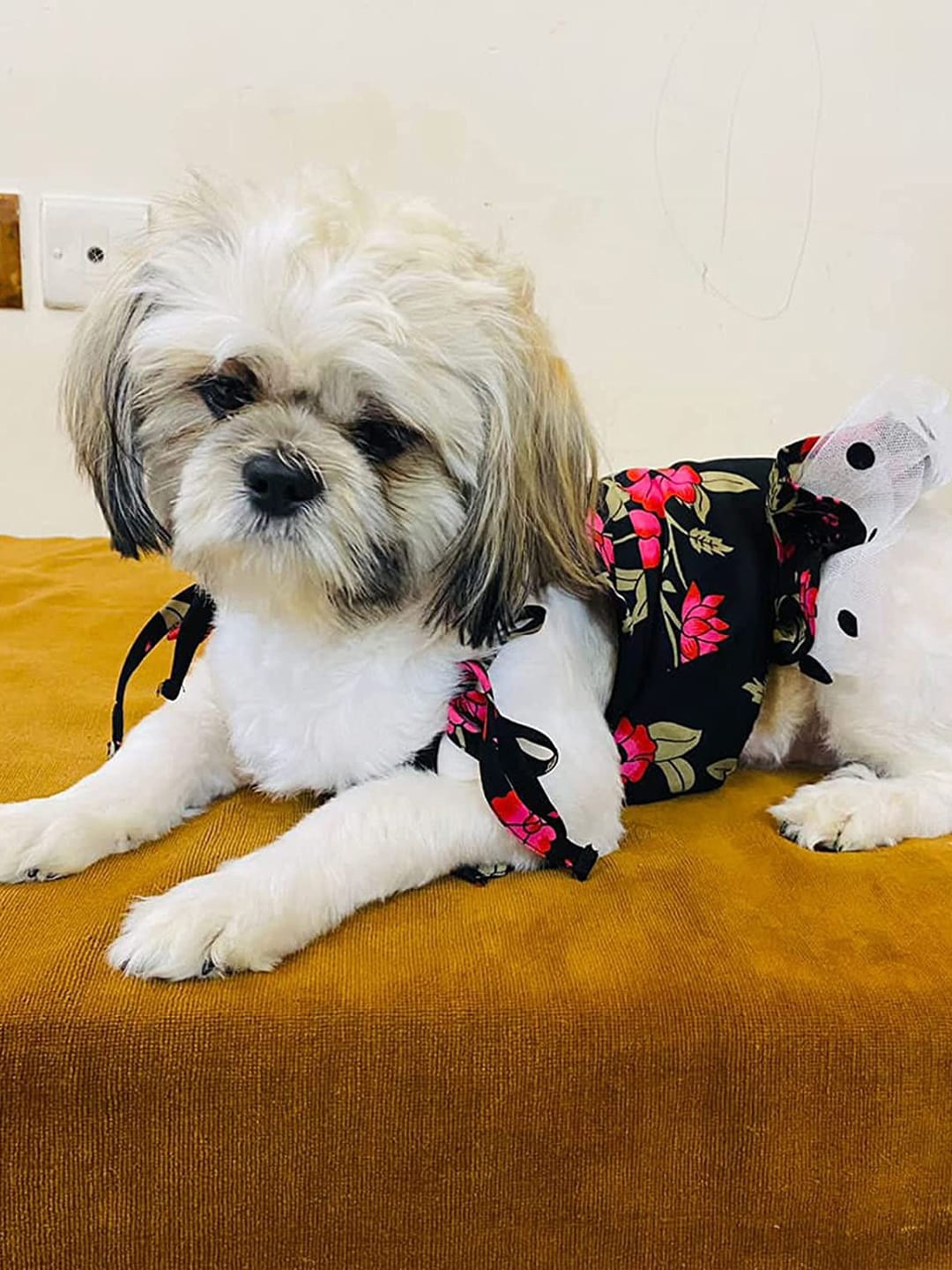 

Emily pets Floral Printed Cotton Dog Dress, Black