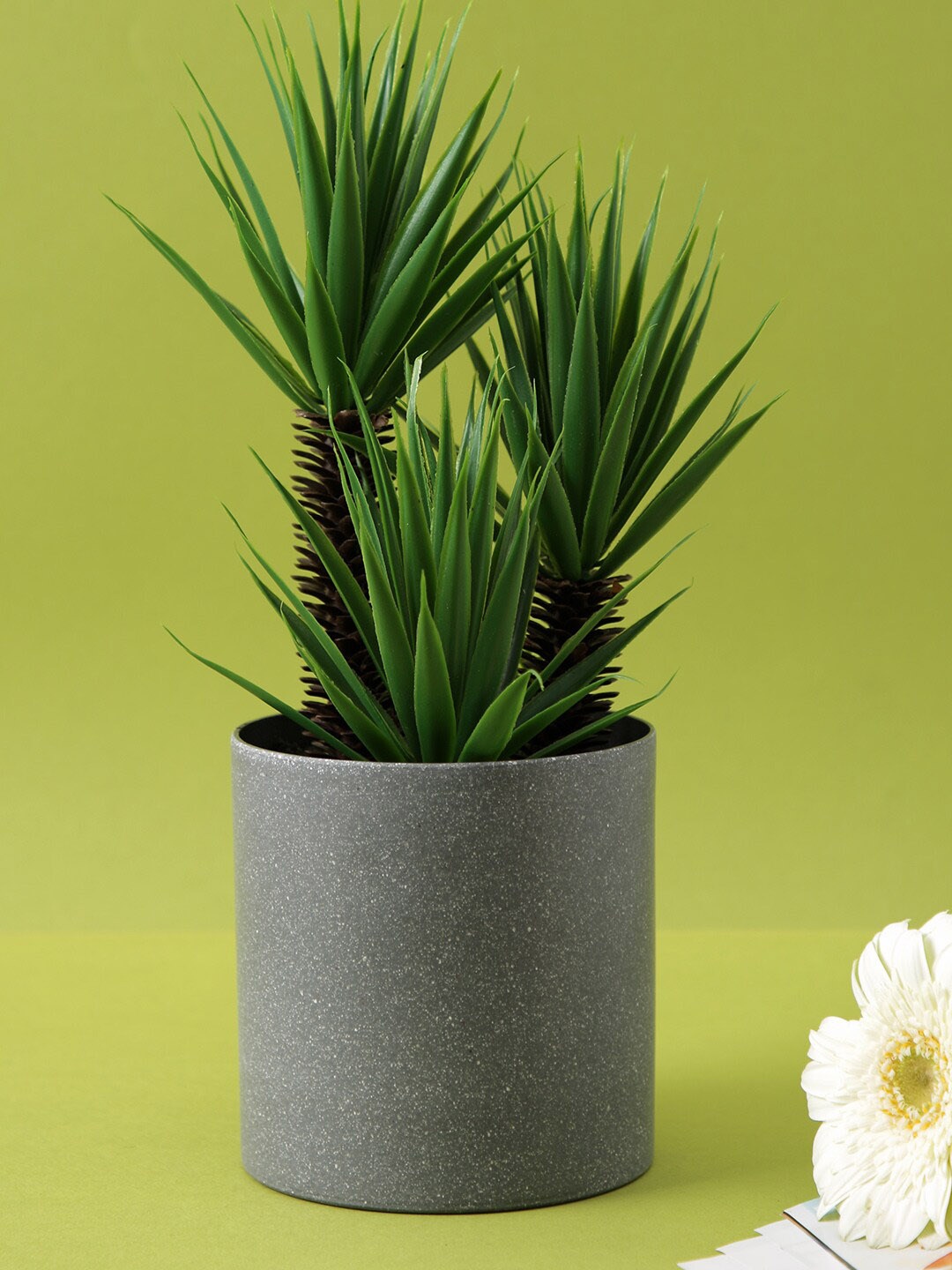 

TAYHAA Green & Grey Yucca Plant With Ceramic Pot