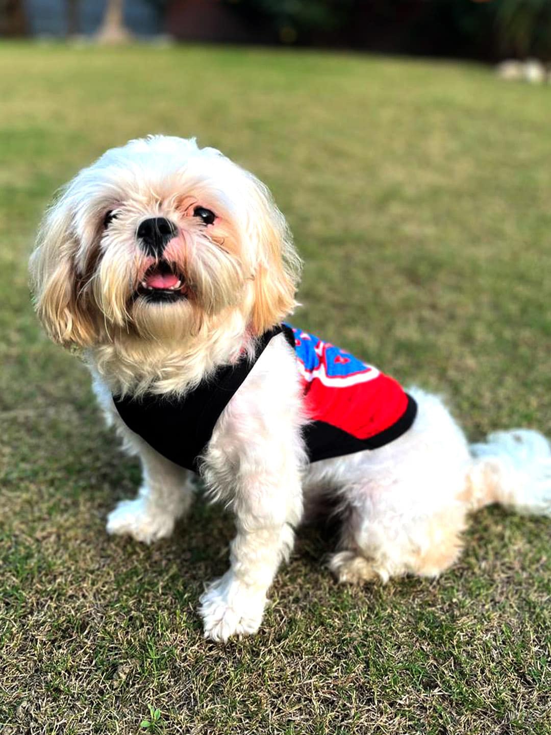 

Lulala Printed Breathable Dog Tshirts, Red